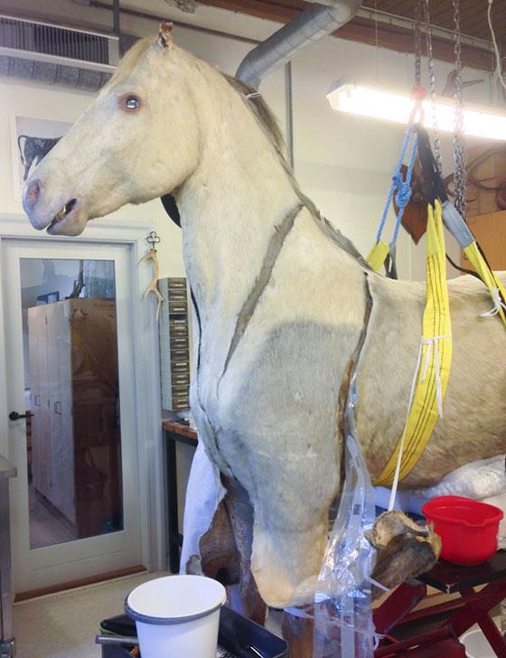 Konservatorerne arbejder på at lukke revnerne i hestens skind. Foto: Julie Friis.