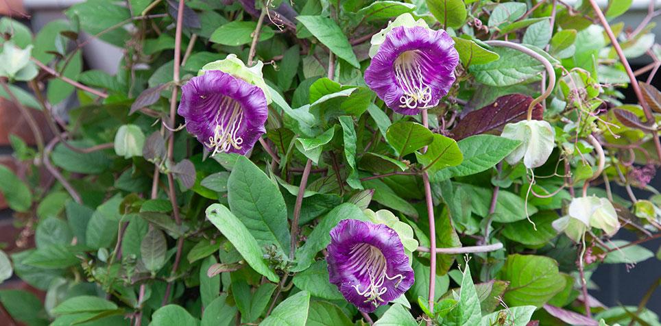 Klokkeranke Cobaea scandens får talrige blomster i løbet af sensommeren, hvis den bliver sået tidligt. Foto: Ole Jespersen.