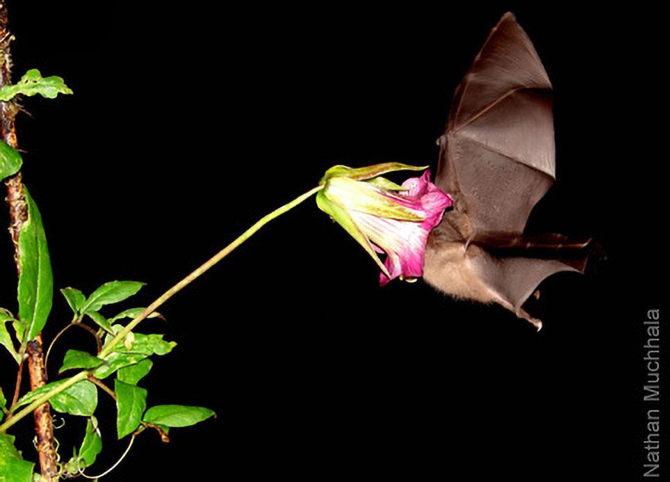 Klokkeranke af arten Cobaea trianae bestøves her af en flagermus af arten Anoura geoffroyi. Foto: Nathan Muchhala, University of Missouri.