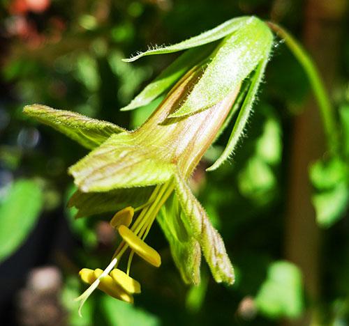 Cobaea campanulata. Foto: Ole Jespersen