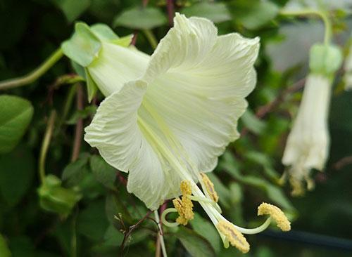 Cobaea pringlei, den hårdføre klokkeranke. Foto: Ole Jespersen