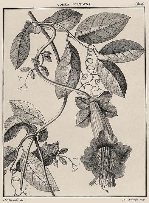 Botanisk tryk af Cobaea scandens. Antonio José Cavanilles tegning, ca. 1791. Miguel Gamborinos tryk. Academia Colecciones, Madrid.