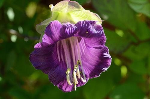 Klokkeranke, Cobaea scandens